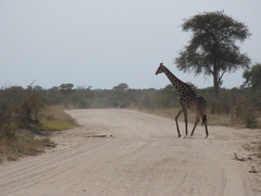 Giraffa camelopardalis
