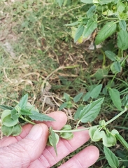 Rhynchosida physocalyx