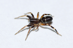 Castianeira cingulata