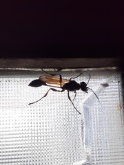 Sceliphron madraspatanum