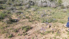 Olsynium scirpoideum