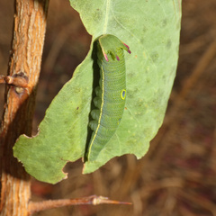 Charaxes saturnus saturnus