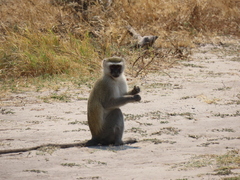 Chlorocebus pygerythrus