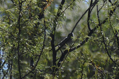 Polioptila