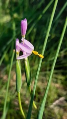 Olsynium scirpoideum