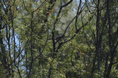 Polioptila
