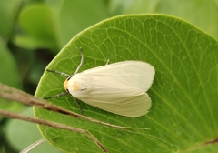 Pareuchaetes pseudoinsulata