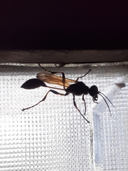 Sceliphron madraspatanum