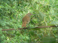 Toxostoma longirostre