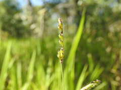 Urochloa eminii