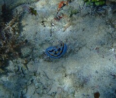 Phyllidia coelestis