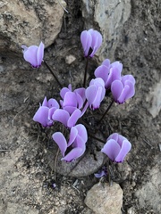 Cyclamen graecum graecum
