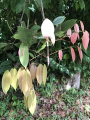 Rourea surinamensis