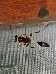 Sceliphron madraspatanum