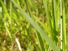 Urochloa eminii