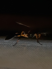 Sceliphron madraspatanum