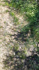 Olsynium scirpoideum