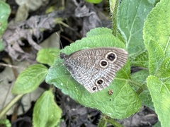 Ypthima multistriata