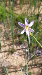 Olsynium scirpoideum