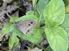 Ypthima multistriata