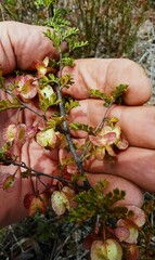 Dodonaea boroniifolia