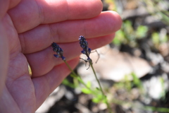 Comesperma calymega