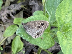 Ypthima multistriata