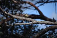 Acanthiza reguloides