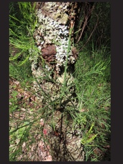 Exocarpos cupressiformis