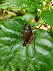Acalolepta
