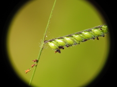 Urochloa eminii