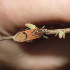 Pseudophonoctonus paludatus