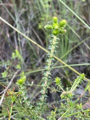 Epacris pulchella