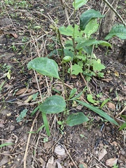 Smilax anceps