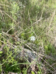 Stellaria pungens