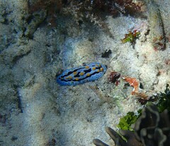 Phyllidia coelestis
