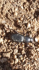 Nycterinus