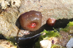 Actinia tenebrosa