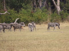 Equus quagga chapmani