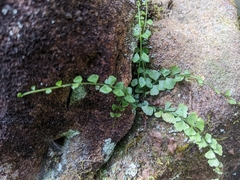 Asplenium flabellifolium