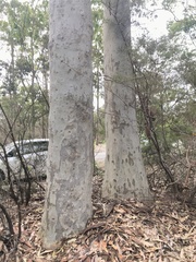 Corymbia maculata
