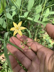 Triteleia ixioides anilina