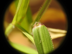 Urochloa eminii