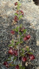 Dodonaea boroniifolia