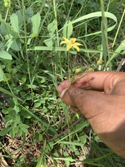 Triteleia ixioides anilina