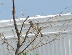 Myiarchus tyrannulus