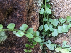 Asplenium flabellifolium