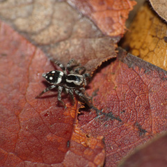 Stenaelurillus guttatus