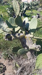Opuntia bravoana
