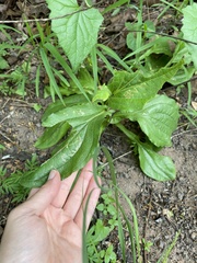 Helichrysum nudifolium